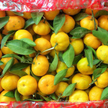 Exporting Quality Standard of Fresh Baby Mandarin